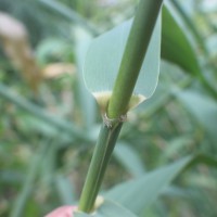 Arundo donax L.